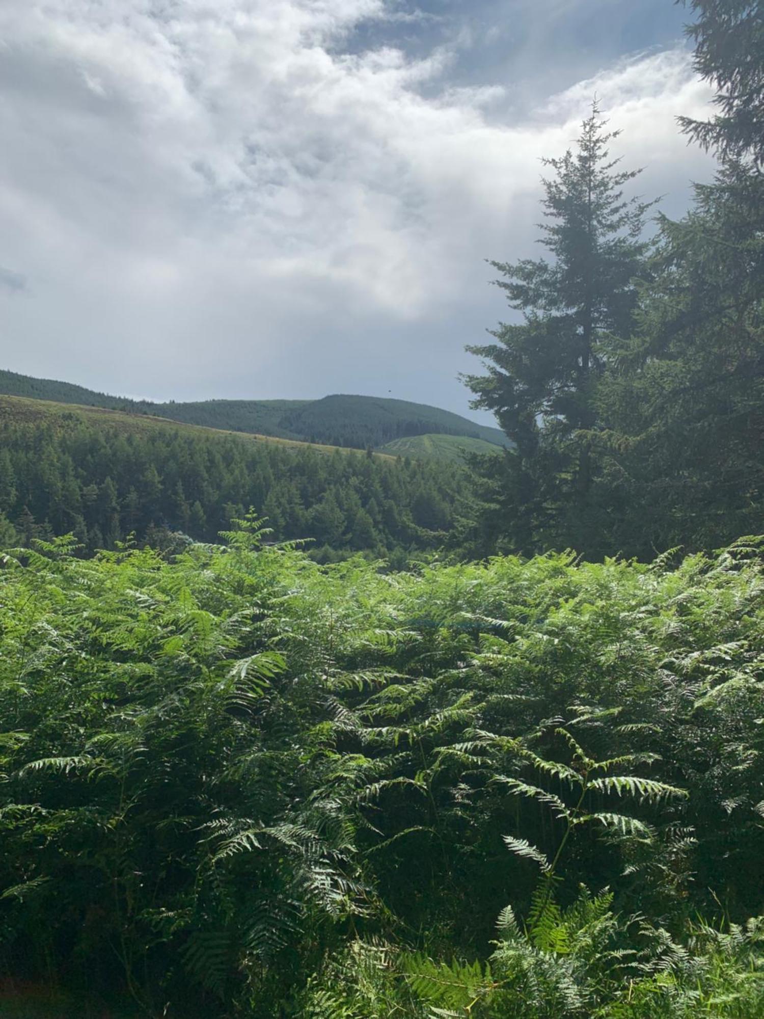 Corrie Lodge, Glendevon Eksteriør bilde